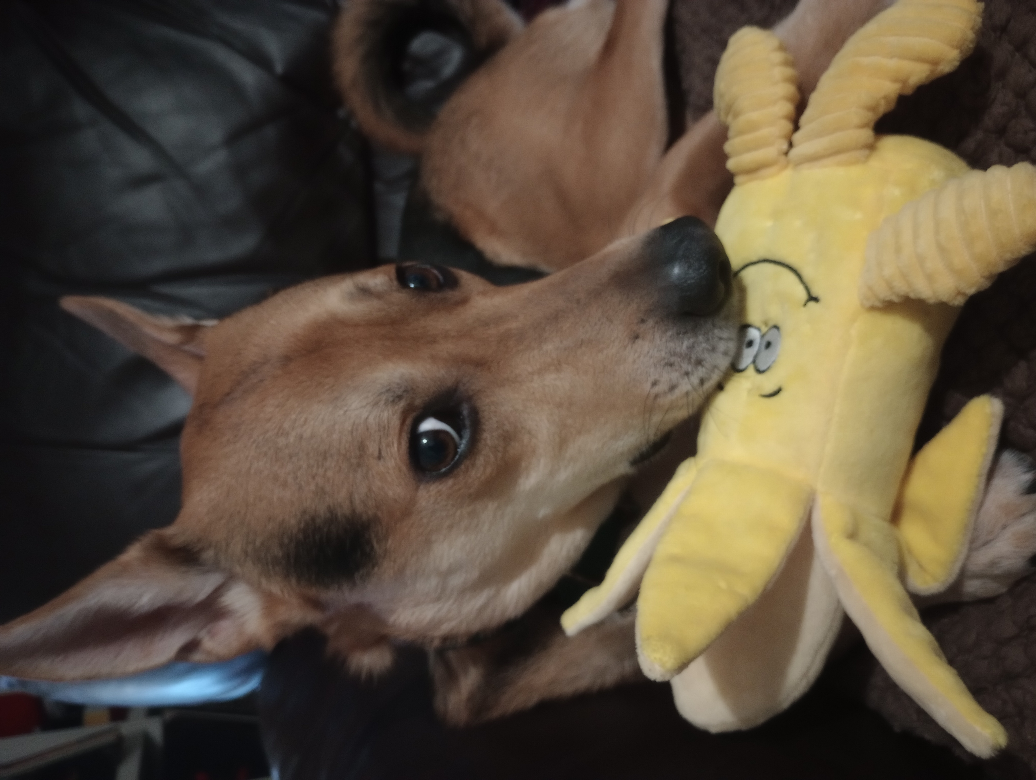 Odie-banana.jpg